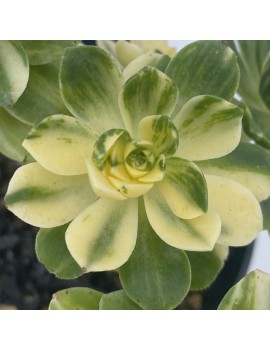 Aeonium 'Suncup'