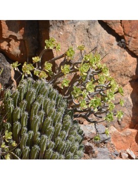 Aeonium korneliuslemsi Anti-Atlas