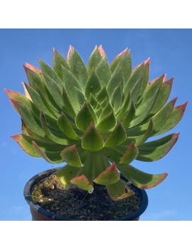 Aeonium 'Ron Dale'