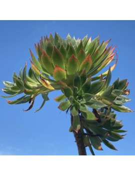 Aeonium 'Ron Dale'