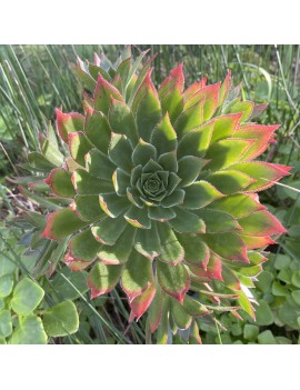 Aeonium 'Ron Dale'