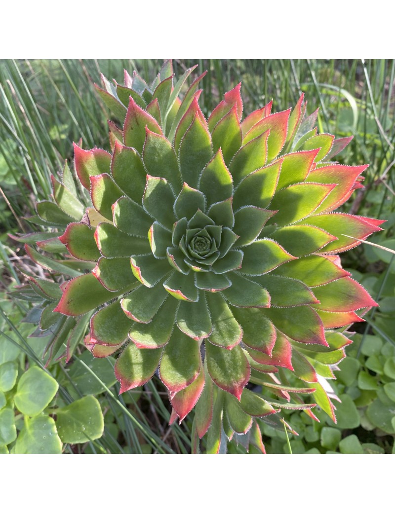 Aeonium 'Ron Dale'