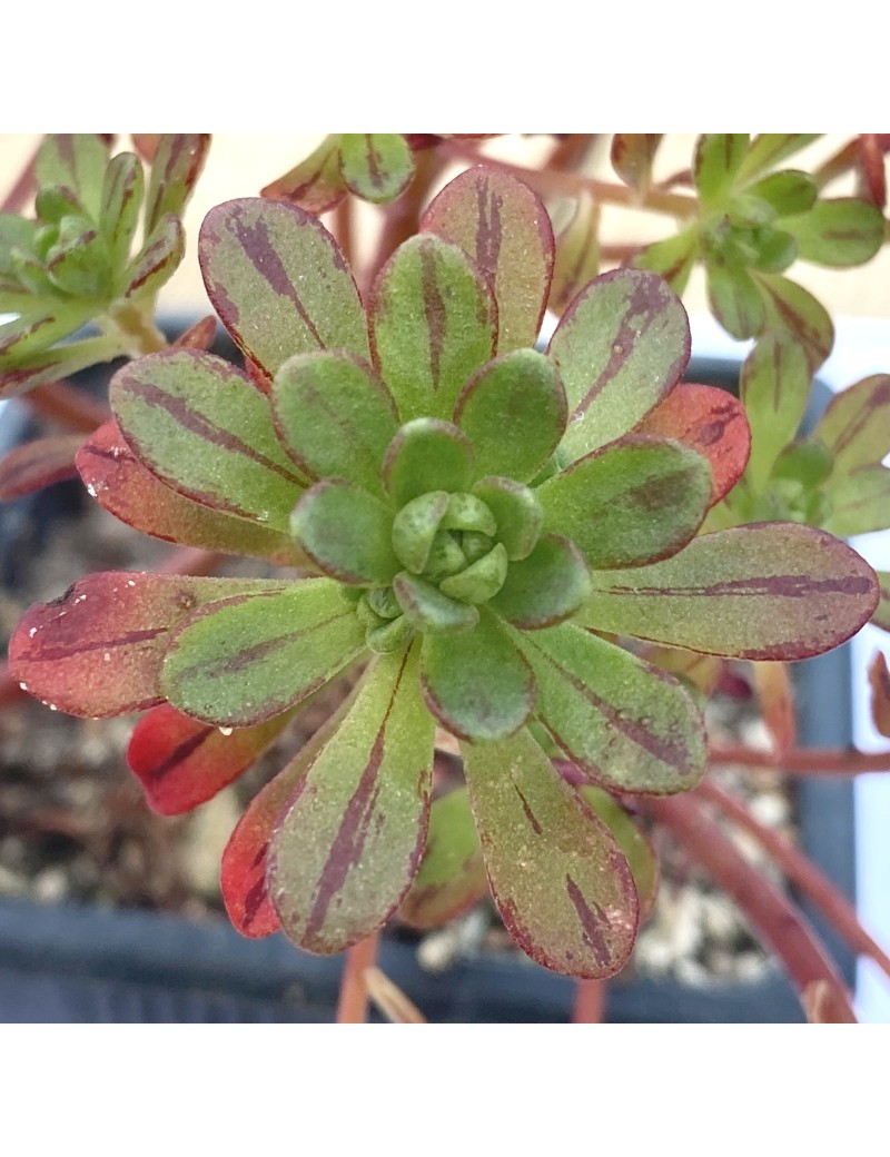 Aeonium x loartei