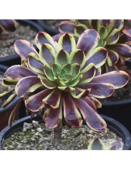 Aeonium 'Superbang'