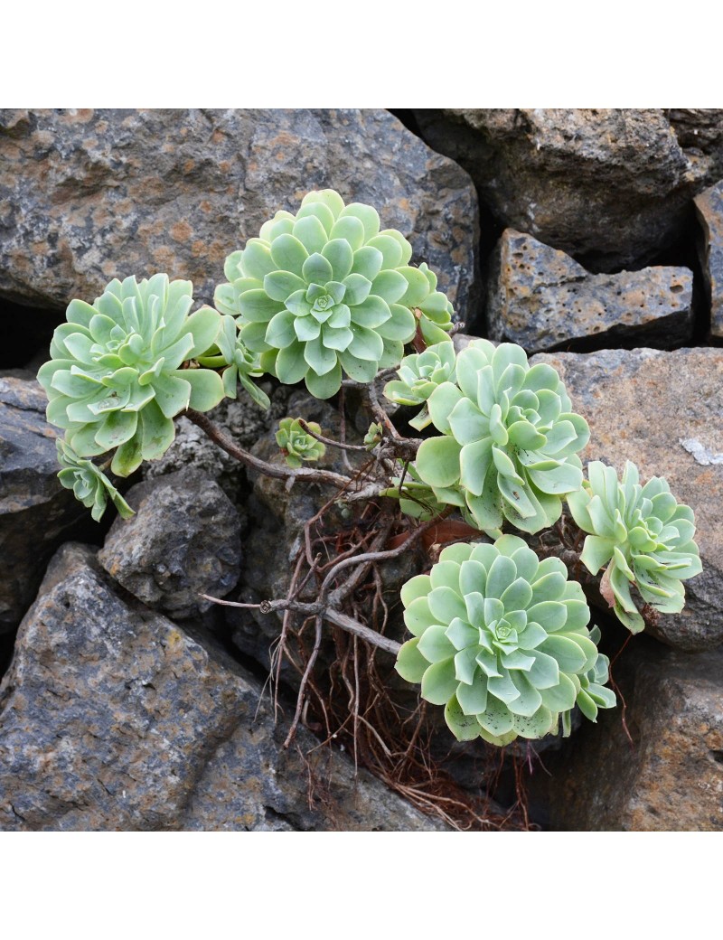 Aeonium catello-paivae Aeonium catello-paivae