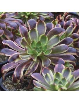 Aeonium 'Superbang'