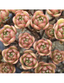 Aeonium saundersii x sedifolium