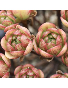 Aeonium saundersii x sedifolium