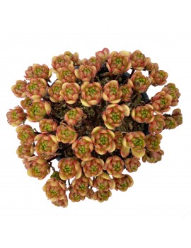 Aeonium saundersii x sedifolium