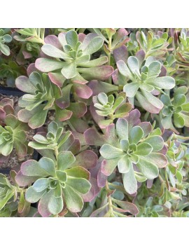 Aeonium saundersii x sedifolium