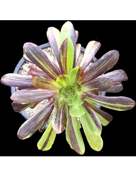 Aeonium 'Big Bang'