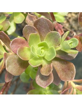 Aeonium saundersii x spathulatum