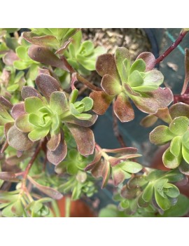 Aeonium saundersii x spathulatum