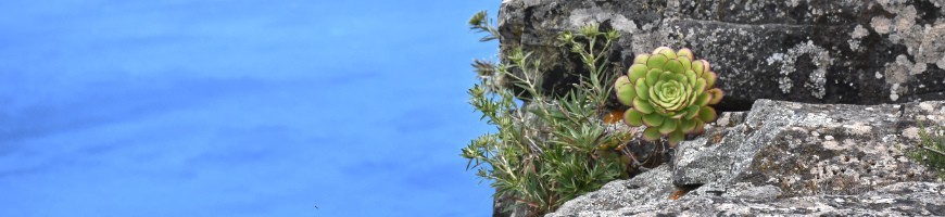 Les aeoniums tels qu'ils sont à l'état sauvage dans la nature