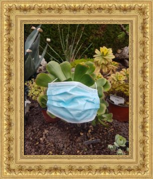 Aeonium habillé pour l'hiver