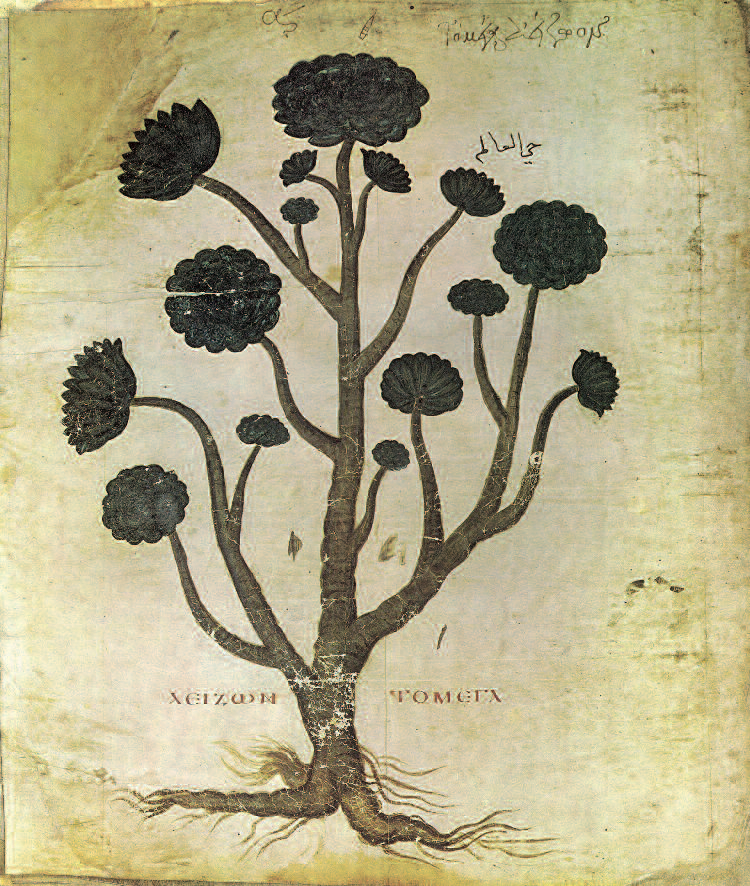Aizoon Mega Dioscorides