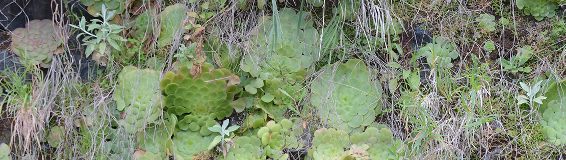 Aeonium dans la nature