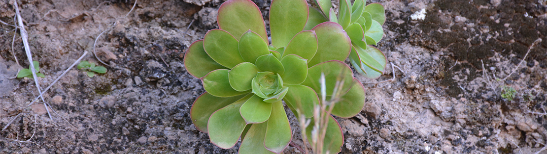 Aeonium dans la nature