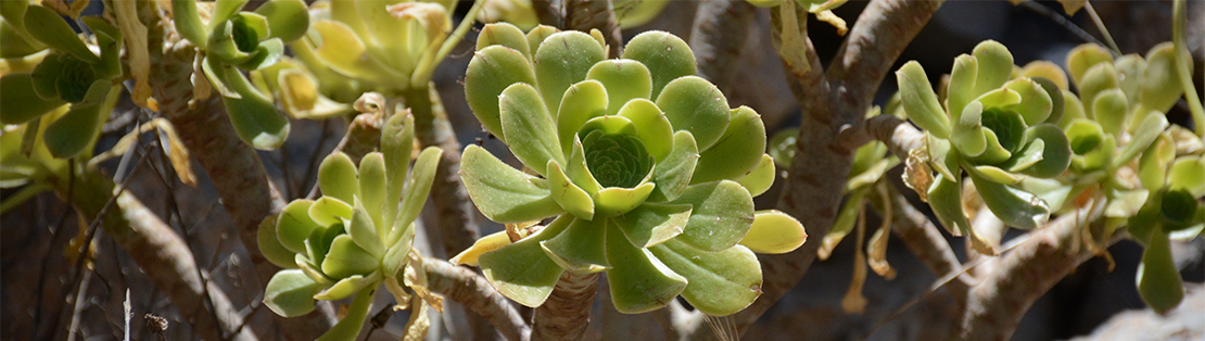 Aeonium dans la nature