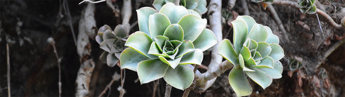 Aeonium dans la nature