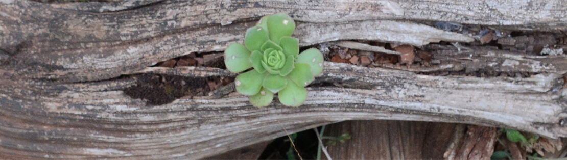 Aeonium dans la nature