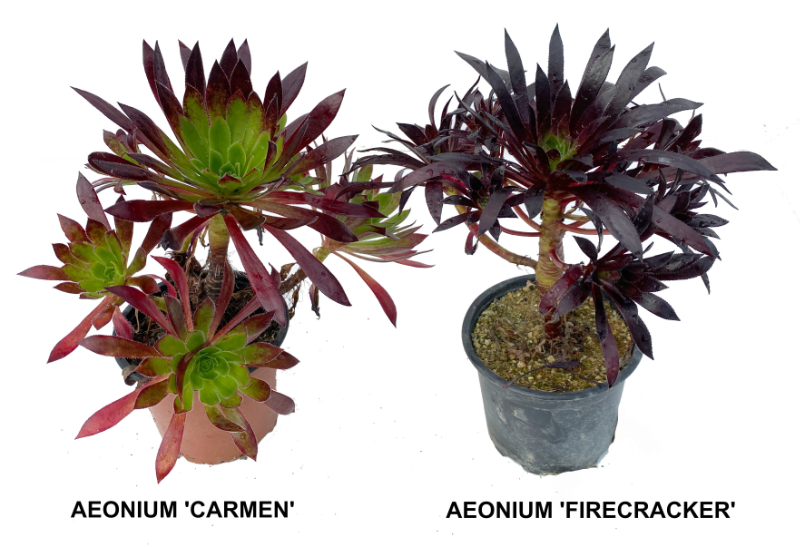 Différences aeonium 'Firecracker' et 'Carmen'