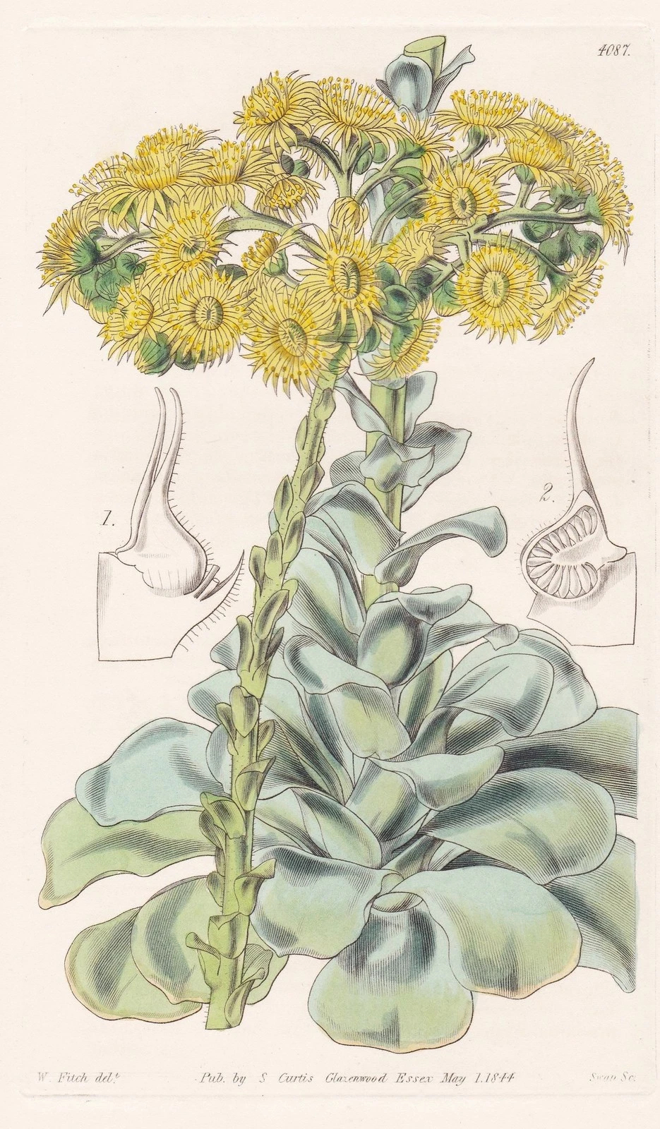 Greenovia : gravure