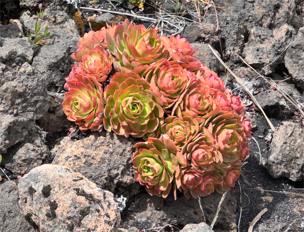 xGreenonium pedrosalioi à La Palma
