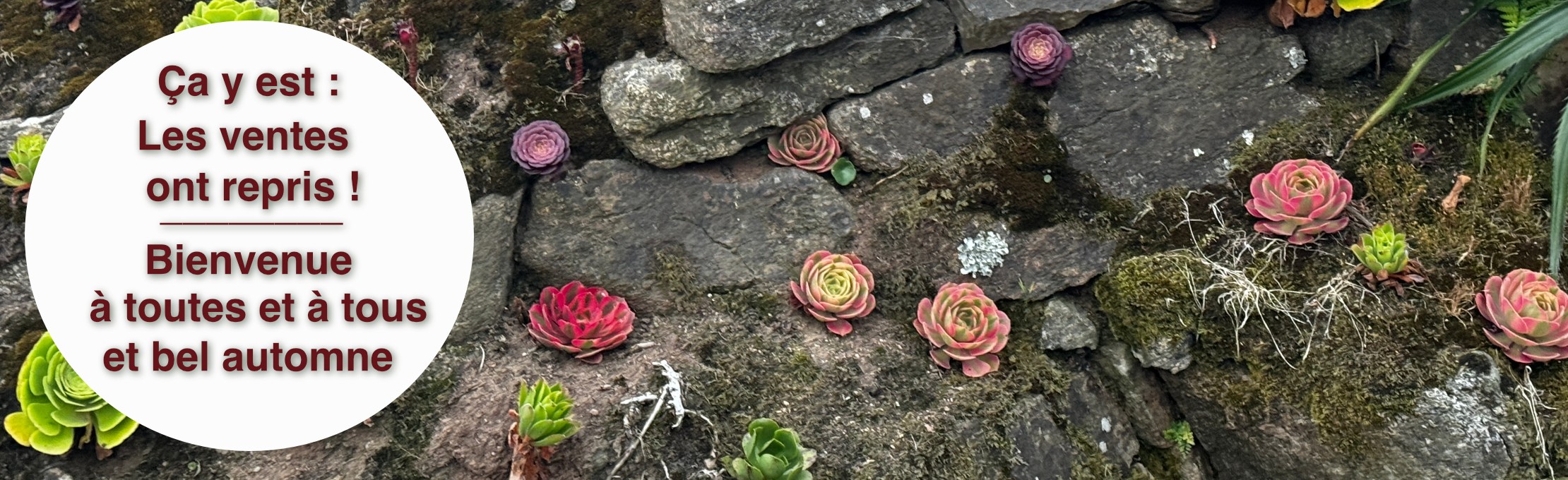 Vente en ligne d'Aeonium