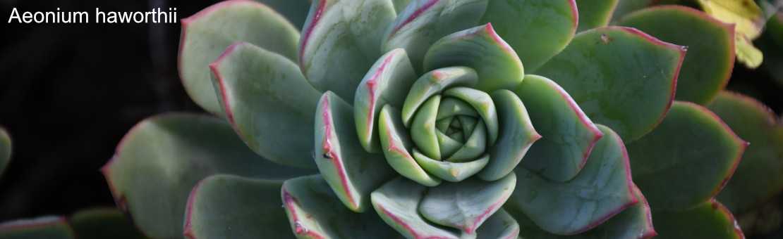 Aeonium haworthii