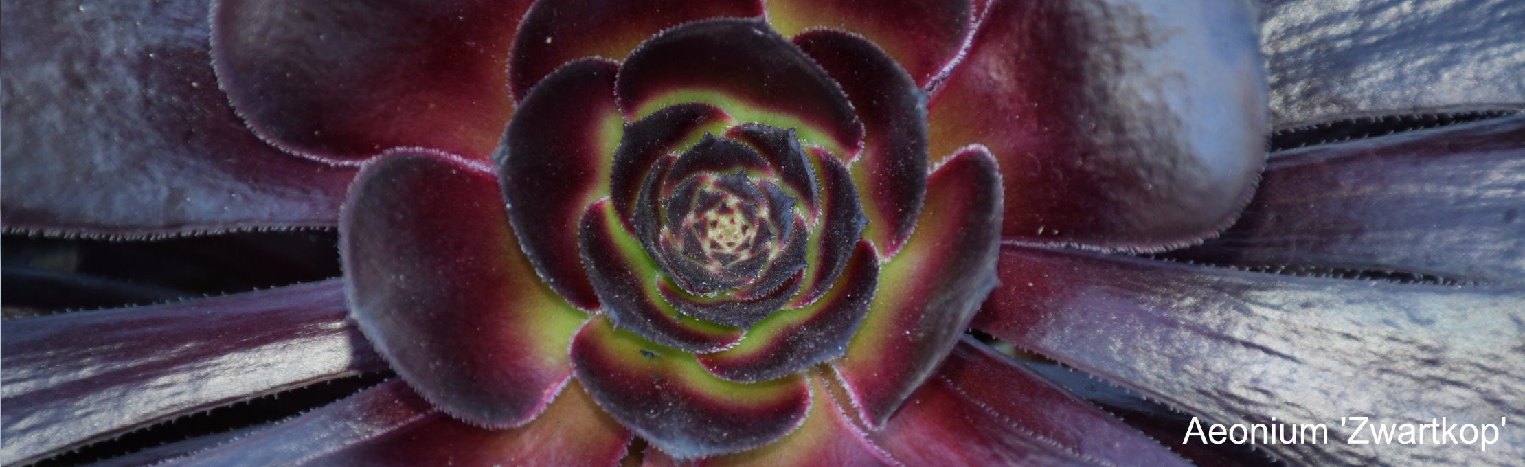 Aeonium 'Zwartkop'