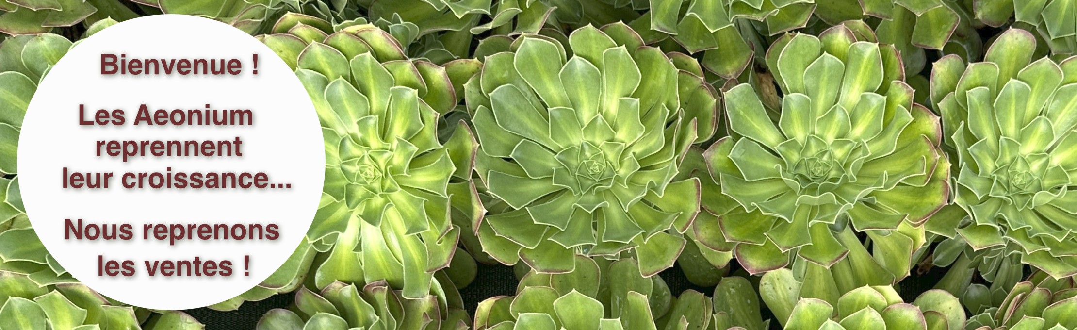 Les ventes d'Aeonium reprennent