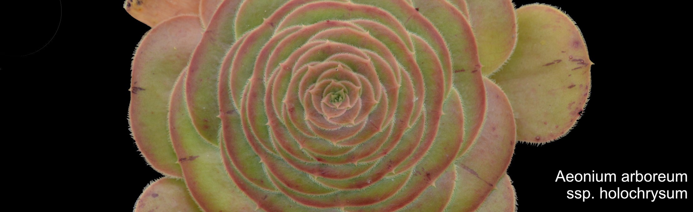 Aeonium arboreum ssp. holochrysum