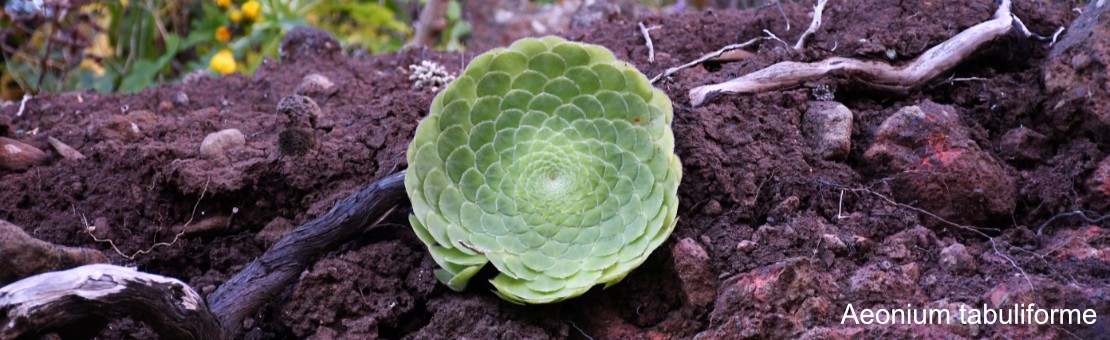 Aeonium tabuliforme