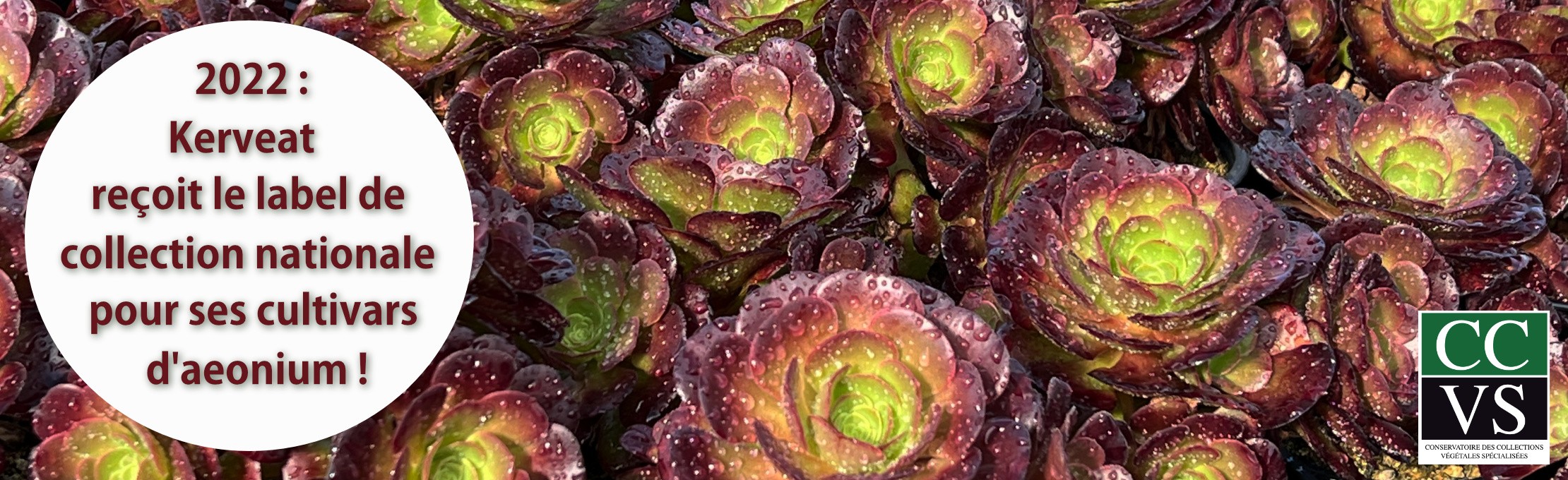 La ferme botanique de Kerveat, collection nationale pour ses cultivars d'aeonium